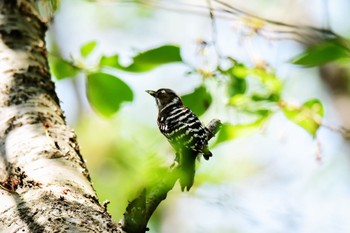 Japanese Pygmy Woodpecker Akashi Park Sun, 4/28/2024