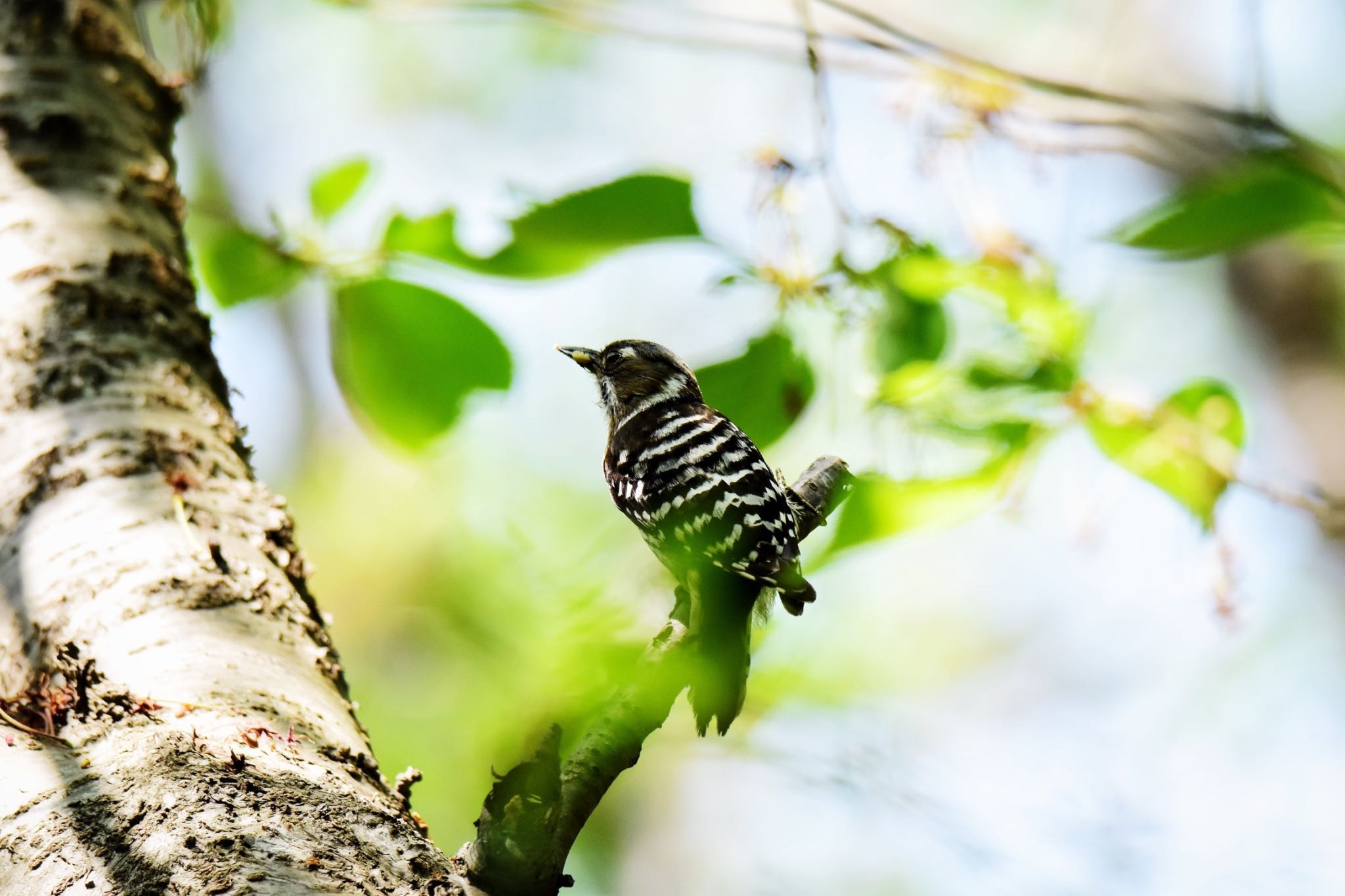 Photo of Japanese Pygmy Woodpecker at Akashi Park by ningenrimokon