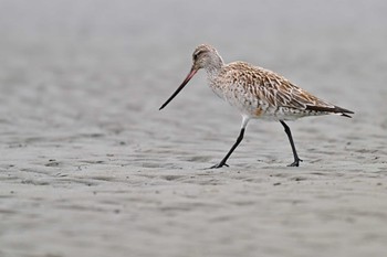 オオソリハシシギ ふなばし三番瀬海浜公園 2024年4月18日(木)