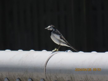 White Wagtail 日光市内 Sun, 4/28/2024