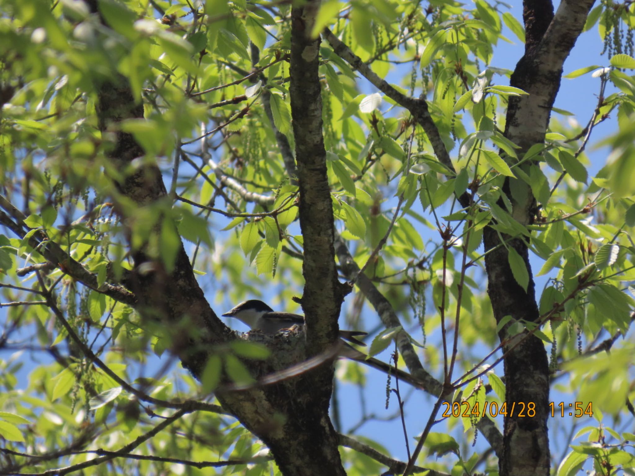 Ashy Minivet