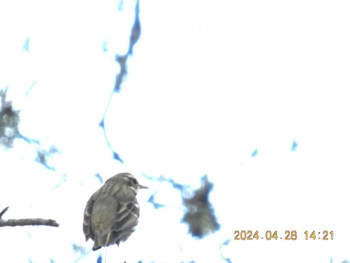 Sun, 4/28/2024 Birding report at 吉田口・馬返(富士山)