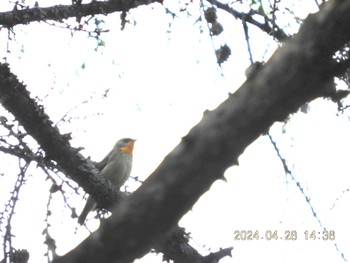 Narcissus Flycatcher 富士吉田口馬返し Sun, 4/28/2024