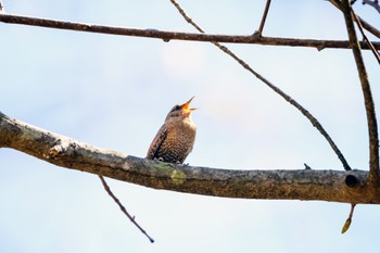 Eurasian Wren 伊香保森林公園 Sun, 4/28/2024