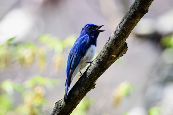 Blue-and-white Flycatcher 伊香保森林公園 Sun, 4/28/2024