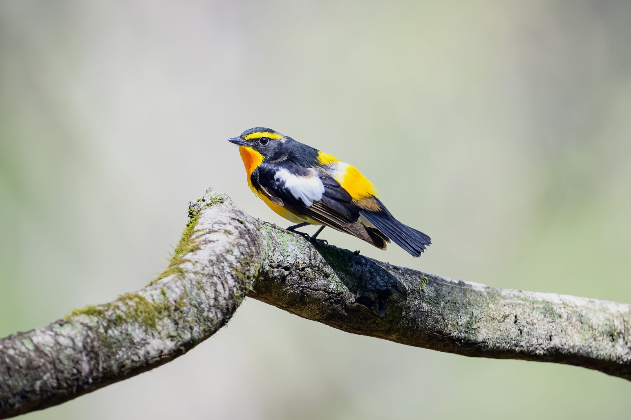 Photo of Narcissus Flycatcher at 伊香保森林公園 by Yuji