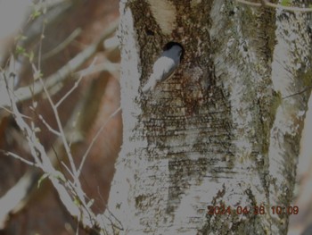 Eurasian Nuthatch 富士吉田口馬返し Sun, 4/28/2024