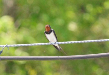 Barn Swallow 豊田市足助町(愛知県) Sun, 4/28/2024