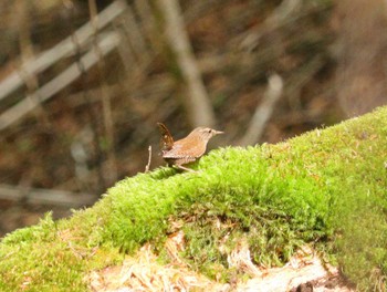 Eurasian Wren 段戸裏谷 Sun, 4/28/2024