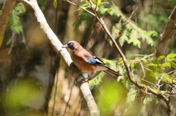 Sun, 4/28/2024 Birding report at 段戸裏谷