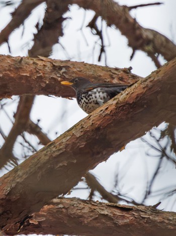 Japanese Thrush Karuizawa wild bird forest Mon, 4/22/2024