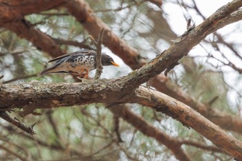 クロツグミ 軽井沢野鳥の森 2024年4月22日(月)