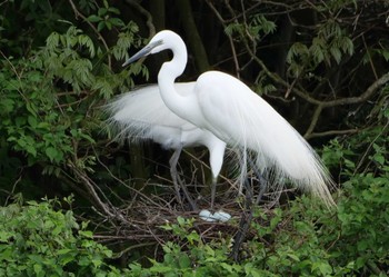 Great Egret(modesta)  阿蘇 Sun, 4/28/2024