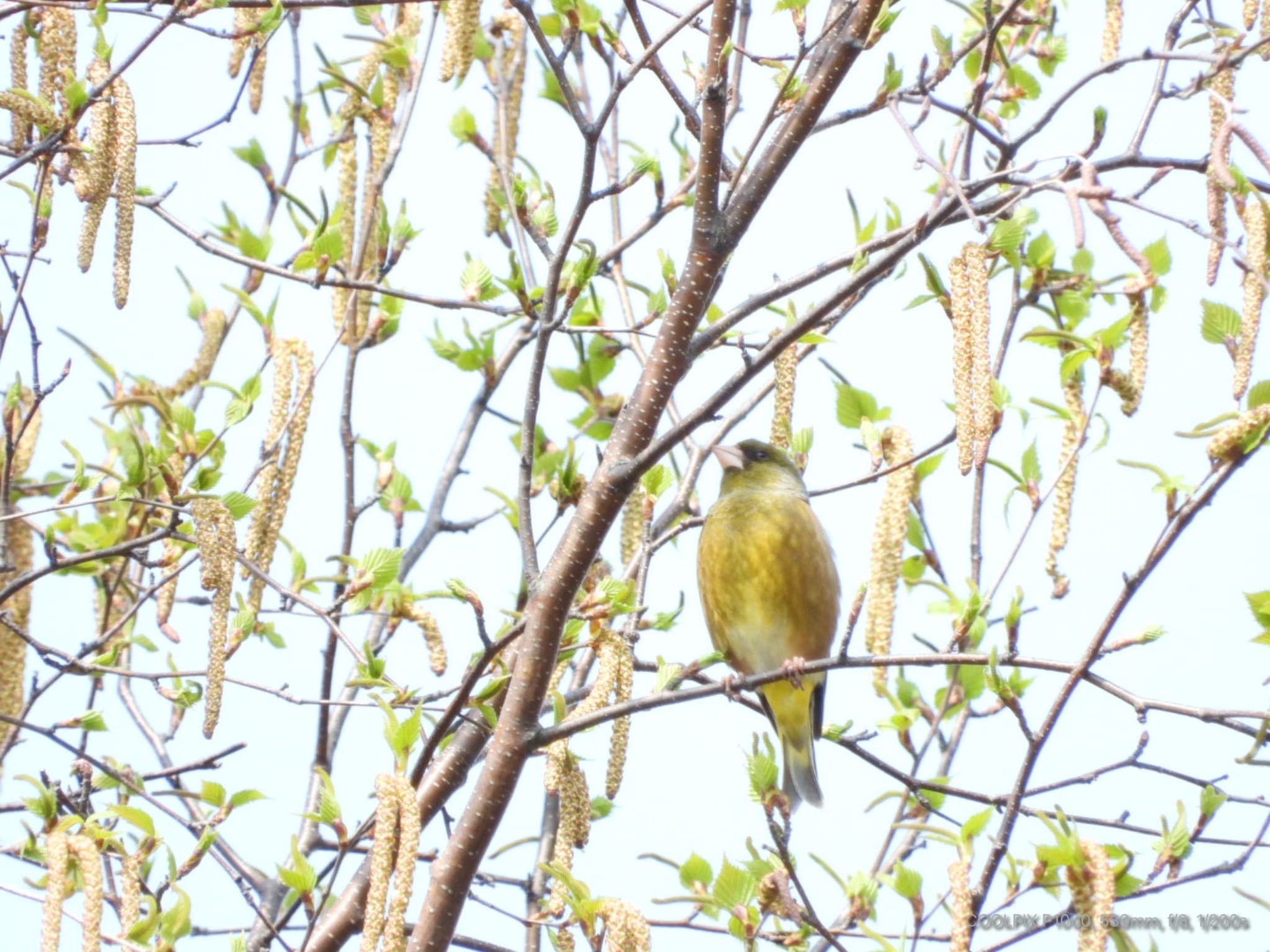 北広島レクリエーションの森 カワラヒワの写真 by もみのき