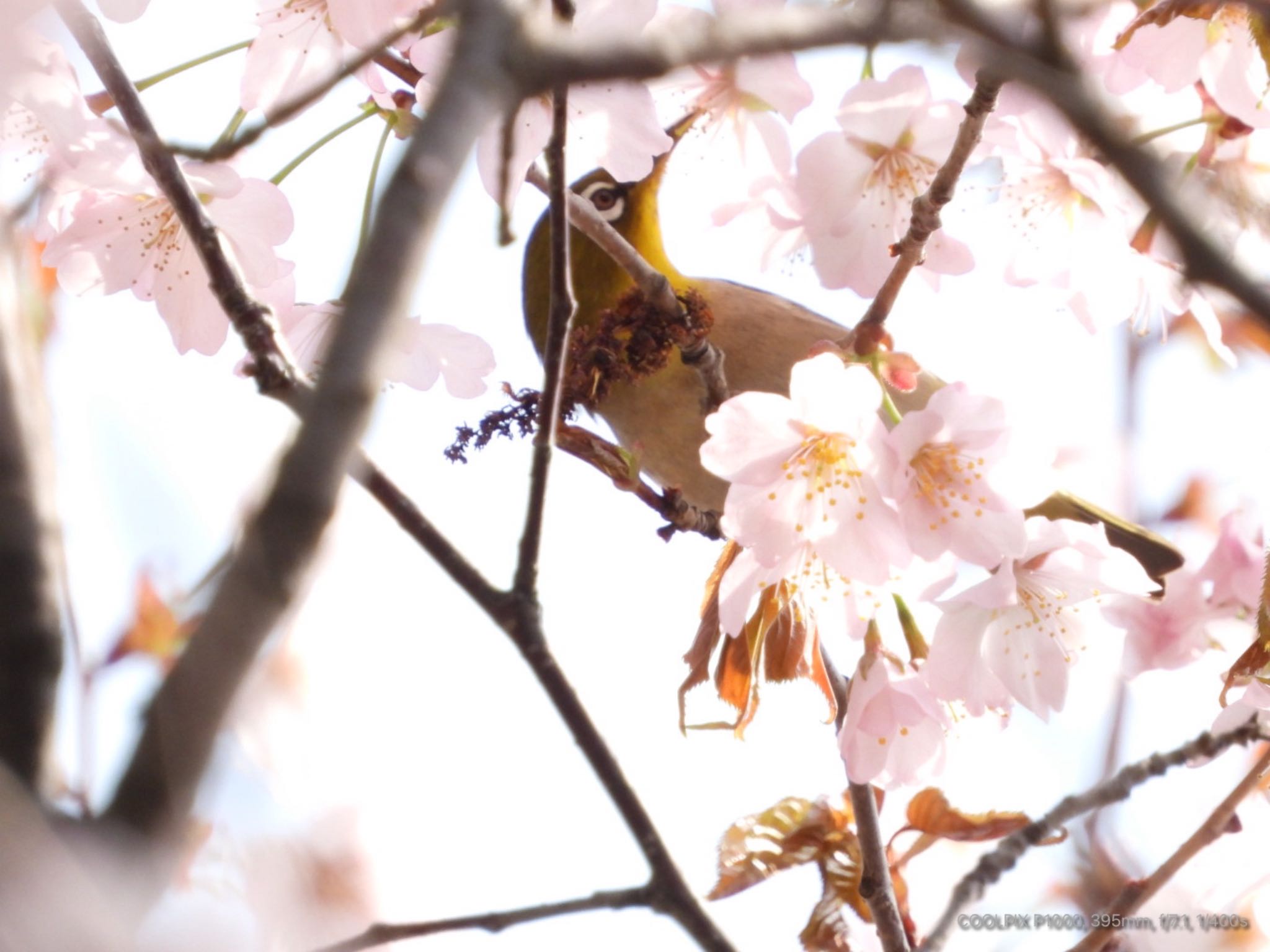 Photo of Warbling White-eye at 北広島レクリエーションの森 by もみのき