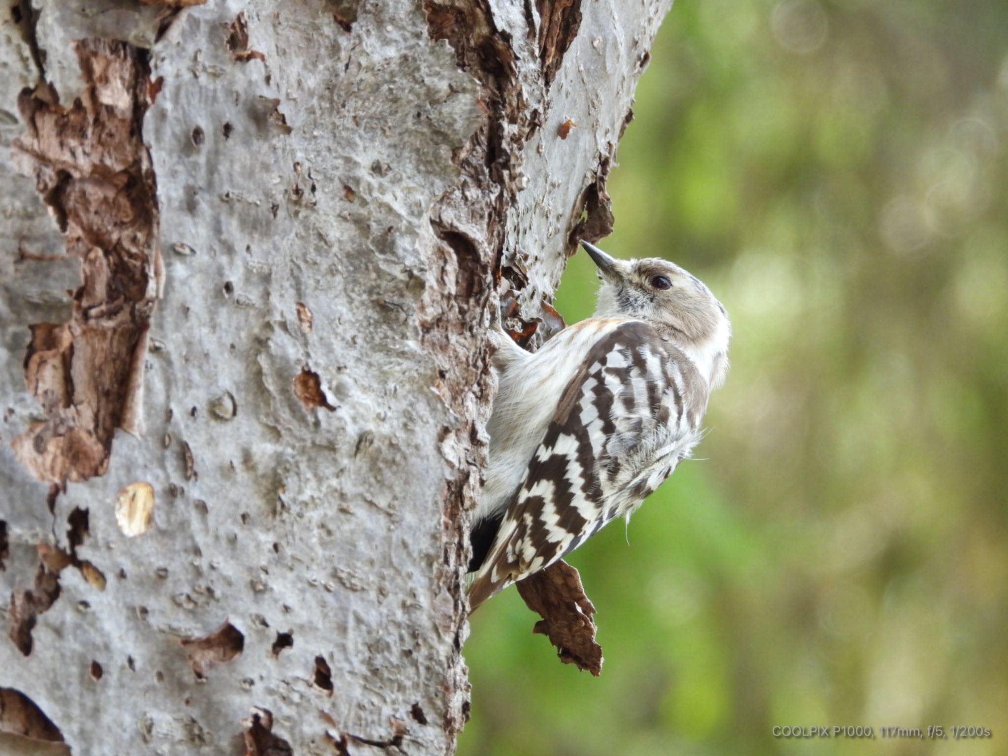 Photo of Japanese Pygmy Woodpecker at 北広島レクリエーションの森 by もみのき