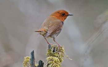 Japanese Robin Unknown Spots Sat, 4/27/2024