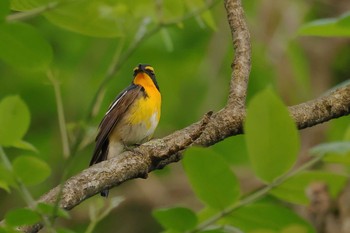 Narcissus Flycatcher 愛知県 Sun, 4/28/2024