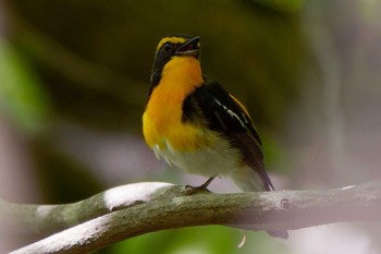 Narcissus Flycatcher Hayatogawa Forest Road Sun, 4/28/2024