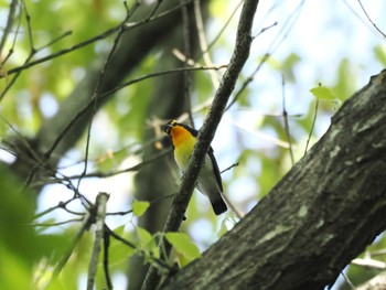 Narcissus Flycatcher 房総のむら Sun, 4/28/2024