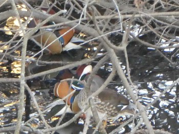 2018年12月31日(月) 奈良山公園の野鳥観察記録