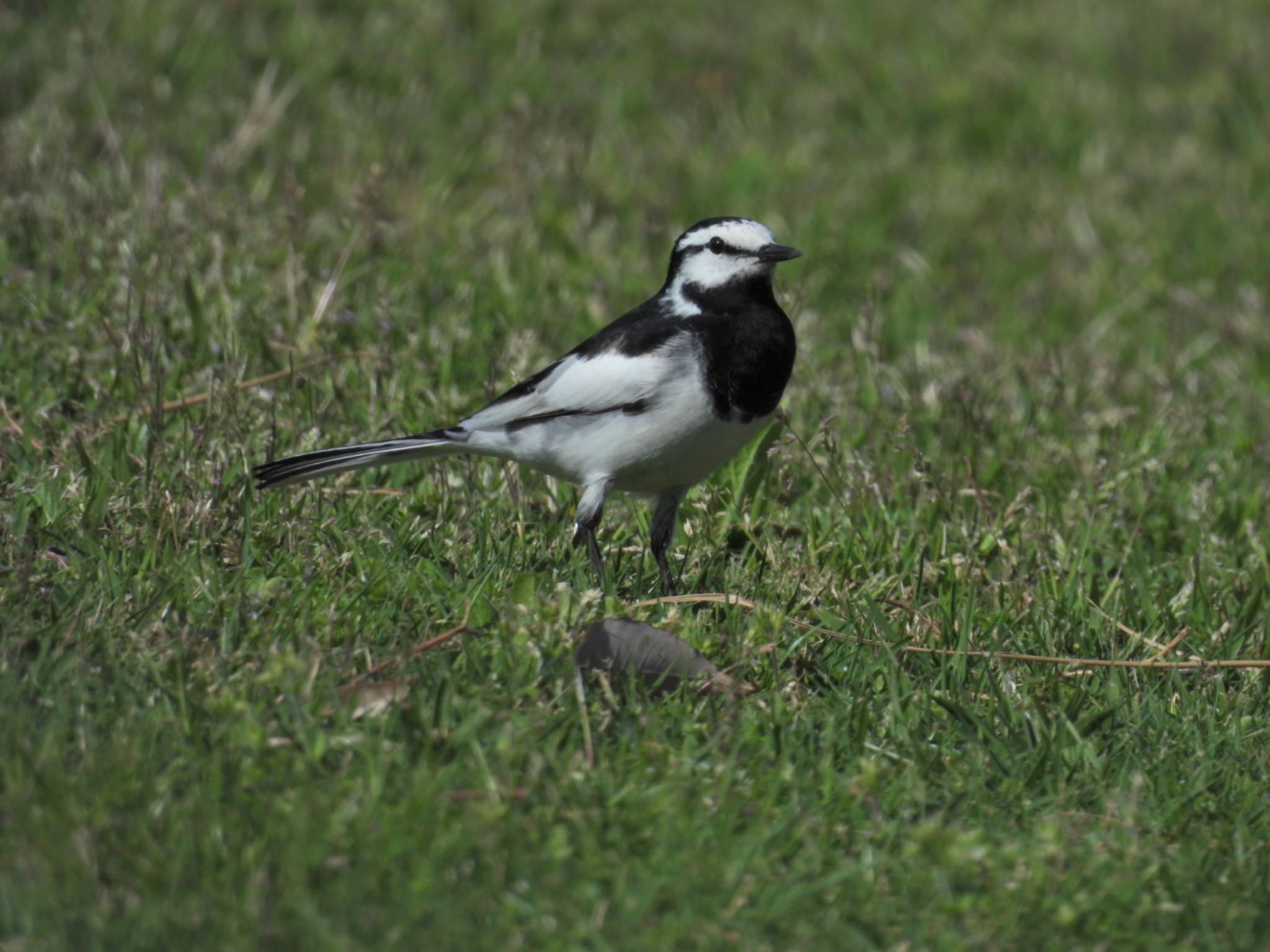 Photo of White Wagtail at 近所 by j aki