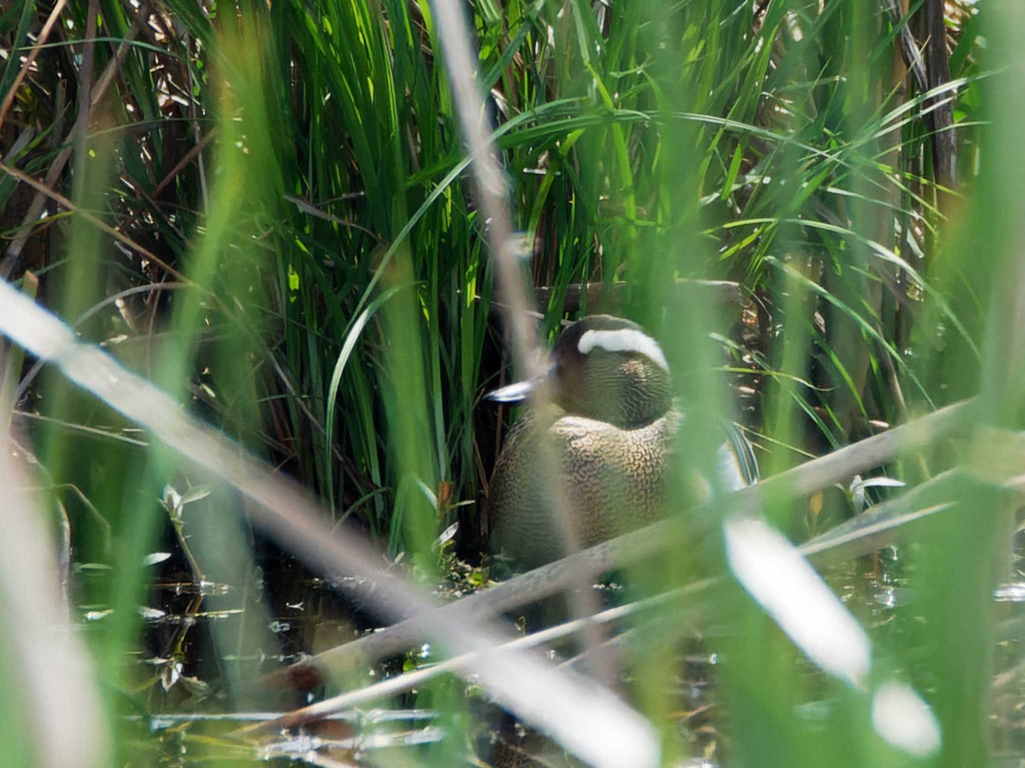 Garganey