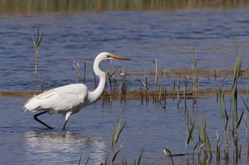 Great Egret(modesta)  Kasai Rinkai Park Sat, 4/13/2024