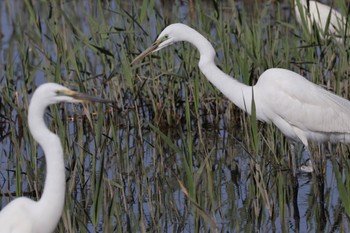 Great Egret(modesta)  Kasai Rinkai Park Sat, 4/13/2024