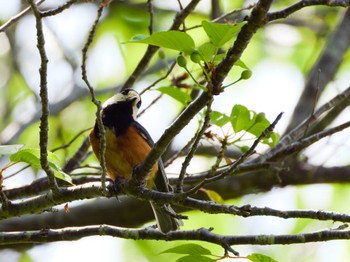 Varied Tit Teganuma Sun, 4/28/2024