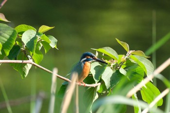 Common Kingfisher 門池公園(沼津市) Sun, 4/28/2024