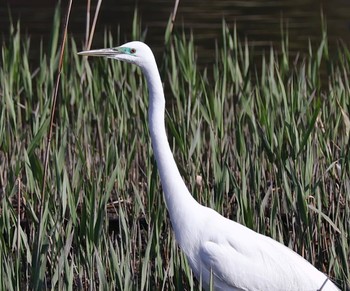 Great Egret(modesta)  Kasai Rinkai Park Sat, 4/13/2024