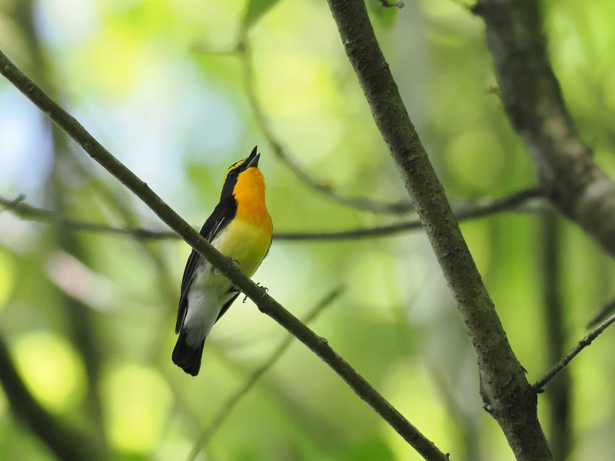 Photo of Narcissus Flycatcher at 房総のむら by アカウント11554