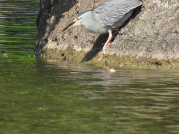 Striated Heron Ukima Park Sun, 4/28/2024