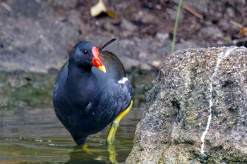 Common Moorhen Ukima Park Sat, 4/27/2024