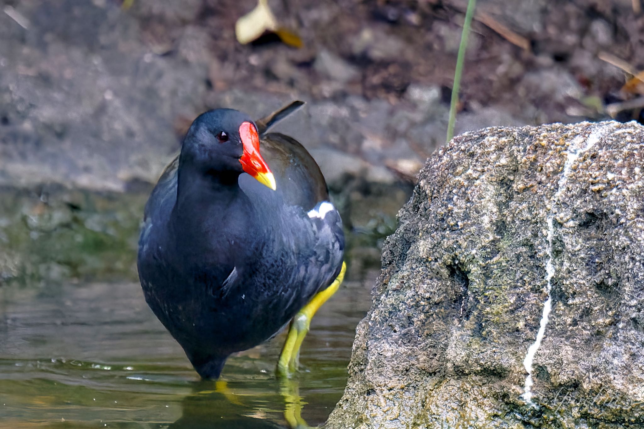 Common Moorhen