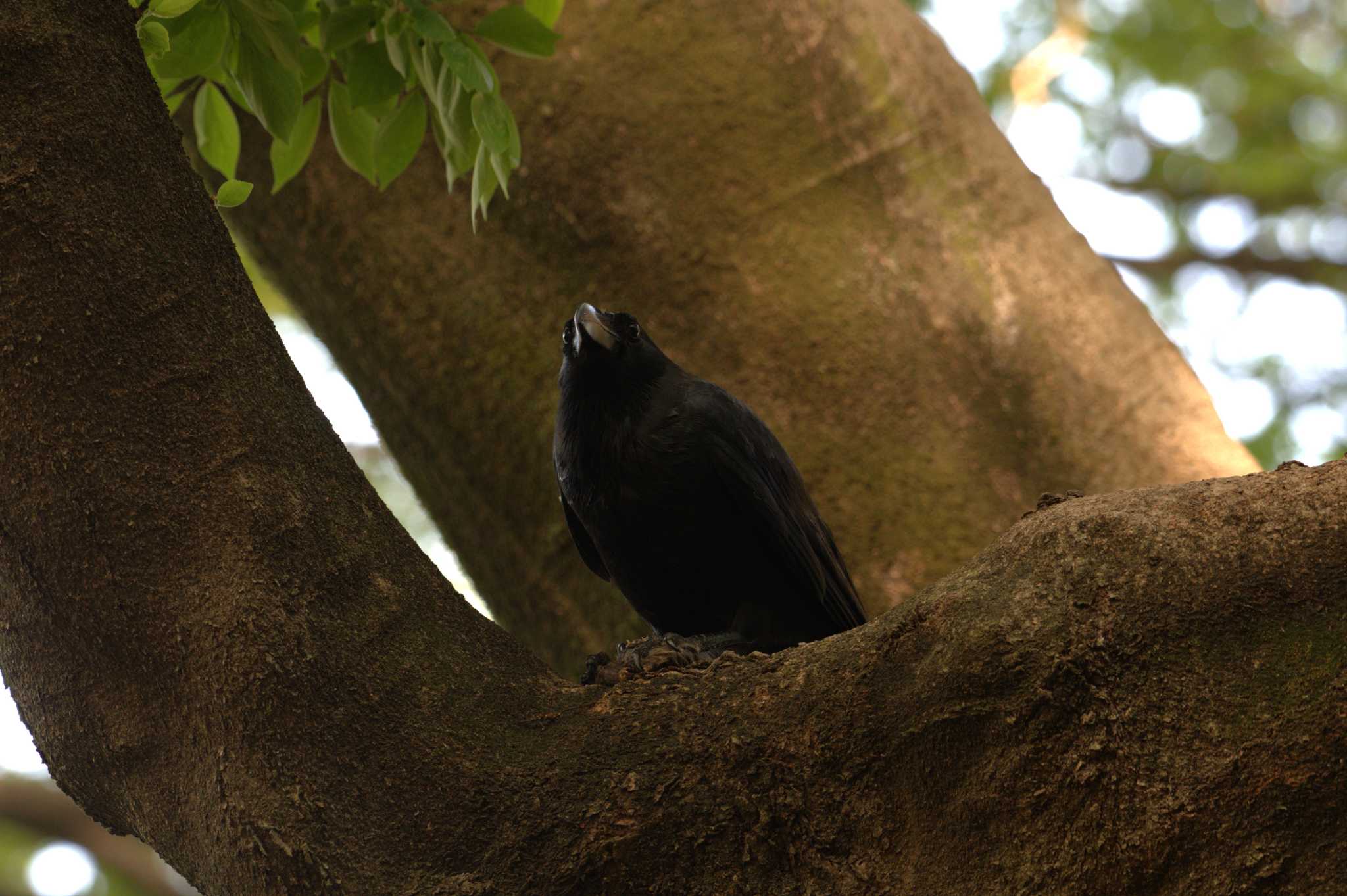 Photo of Large-billed Crow at 和田堀公園 by morinokotori