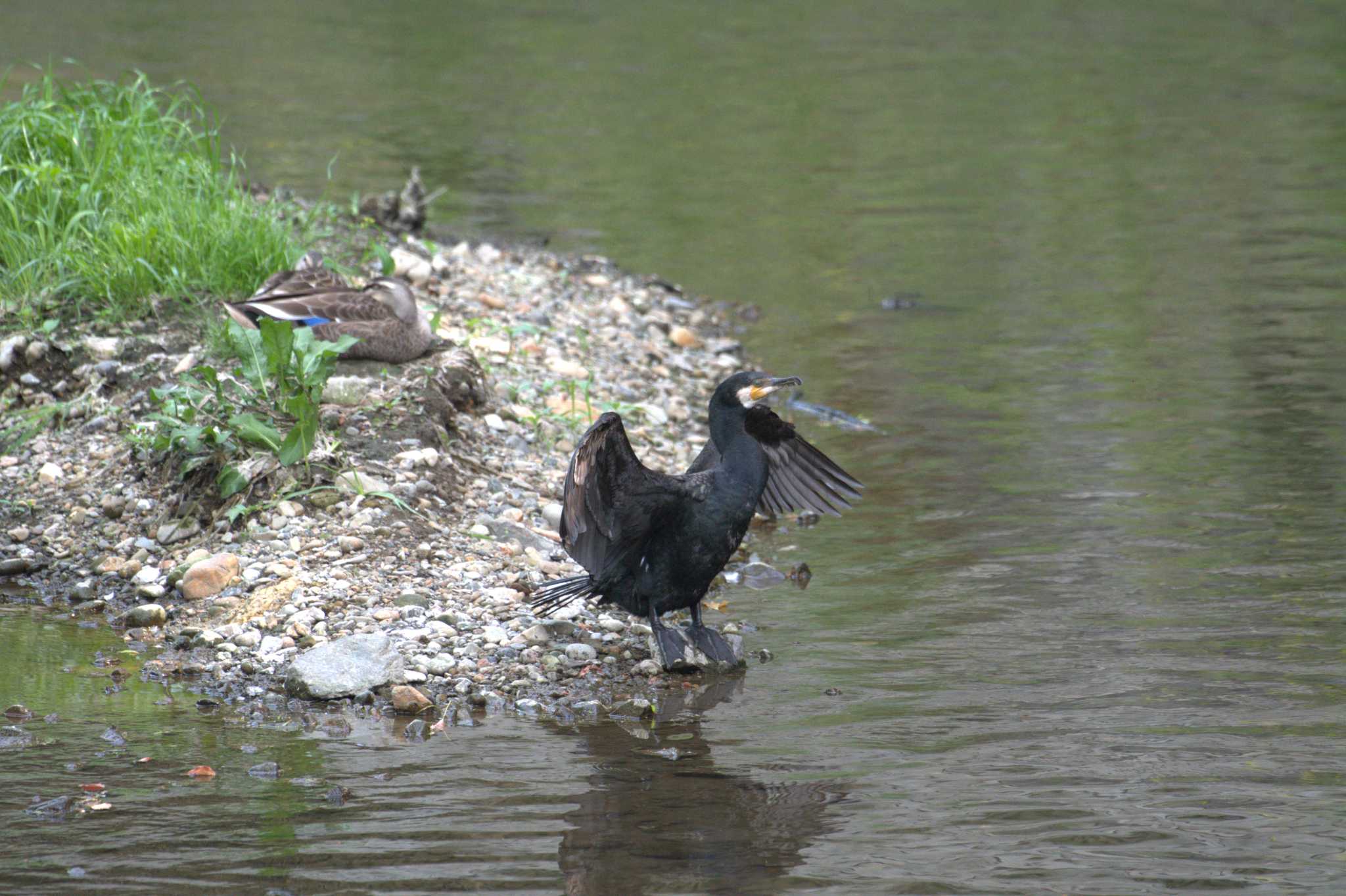 Photo of Great Cormorant at 和田堀公園 by morinokotori