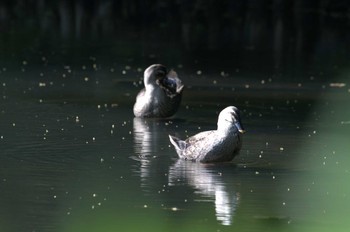 Eastern Spot-billed Duck 和田堀公園 Sun, 4/28/2024