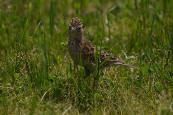 Eurasian Skylark Unknown Spots Sun, 4/28/2024