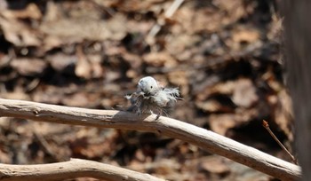 Long-tailed tit(japonicus) 宮丘公園(札幌市西区) Sun, 4/21/2024