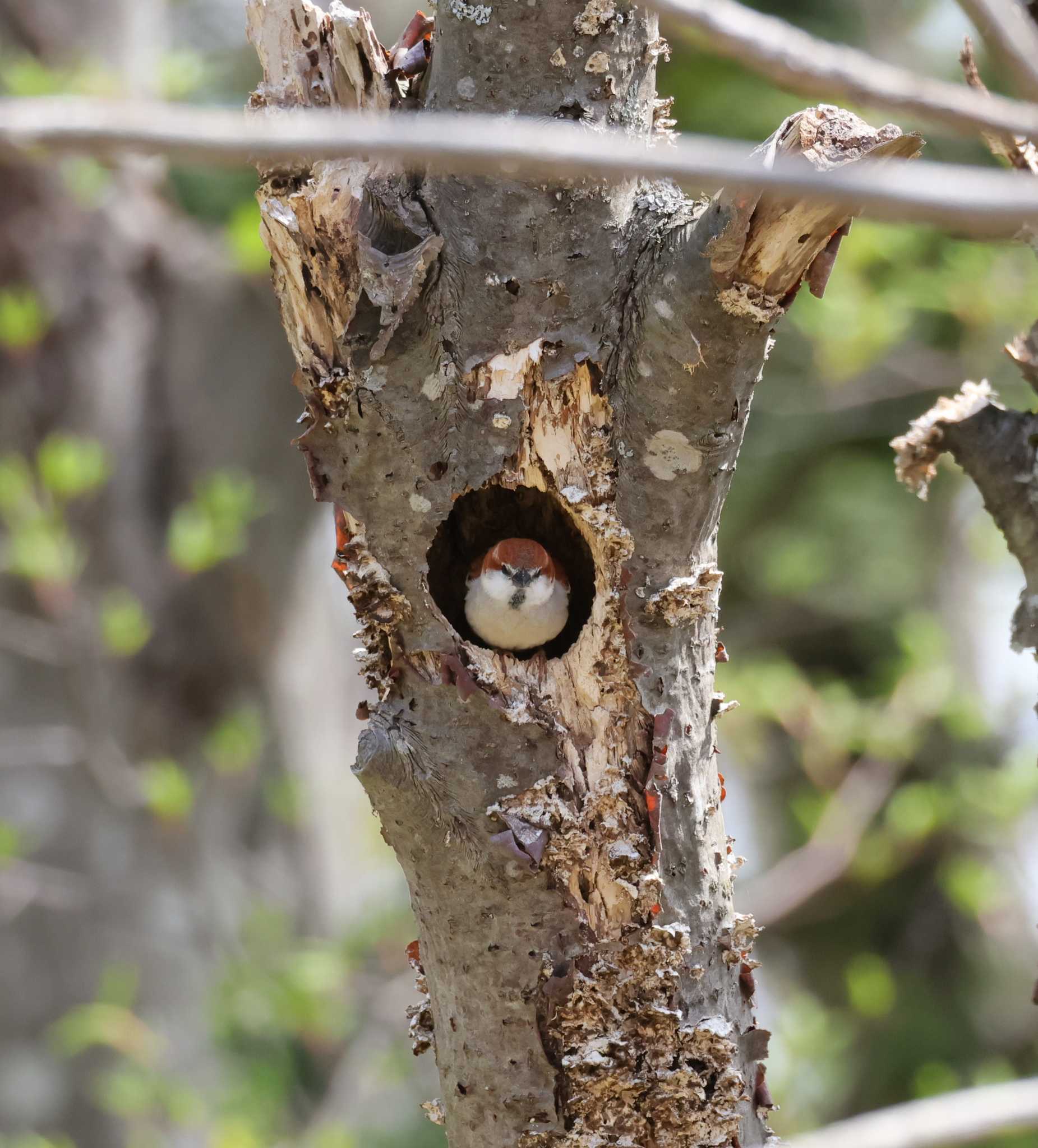 Photo of Russet Sparrow at 浦臼町　浦臼神社 by わらすけ