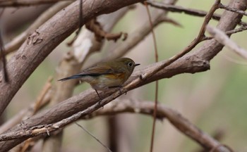 Red-flanked Bluetail 前田森林公園(札幌市) Sun, 4/21/2024