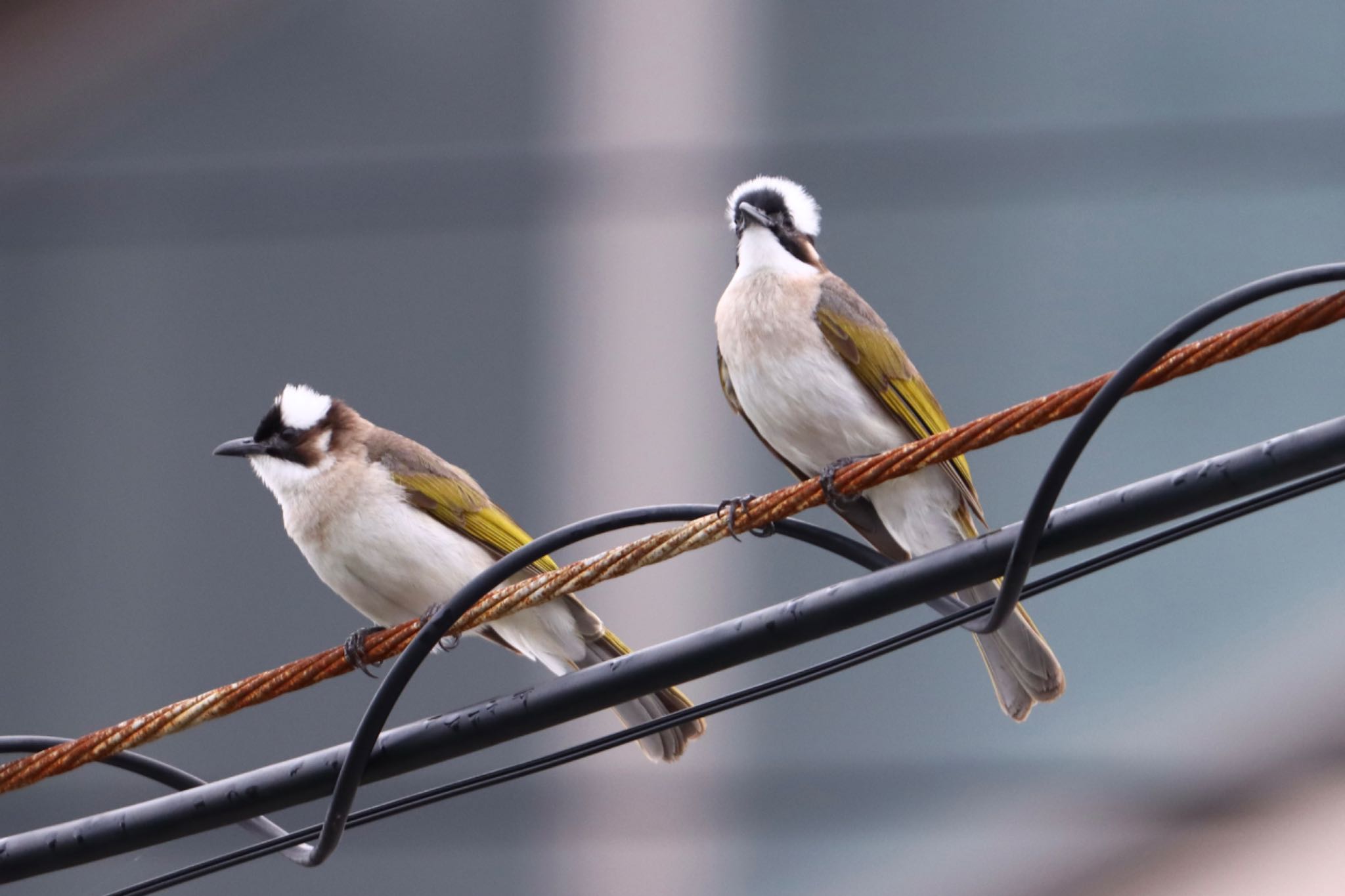 Light-vented Bulbul