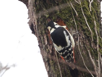 Great Spotted Woodpecker Akigase Park Sun, 3/24/2024