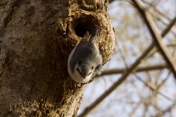 Eurasian Nuthatch(asiatica) Unknown Spots Sat, 4/27/2024