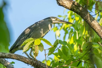 Striated Heron 愛知県緑化センター 昭和の森 Sun, 4/28/2024