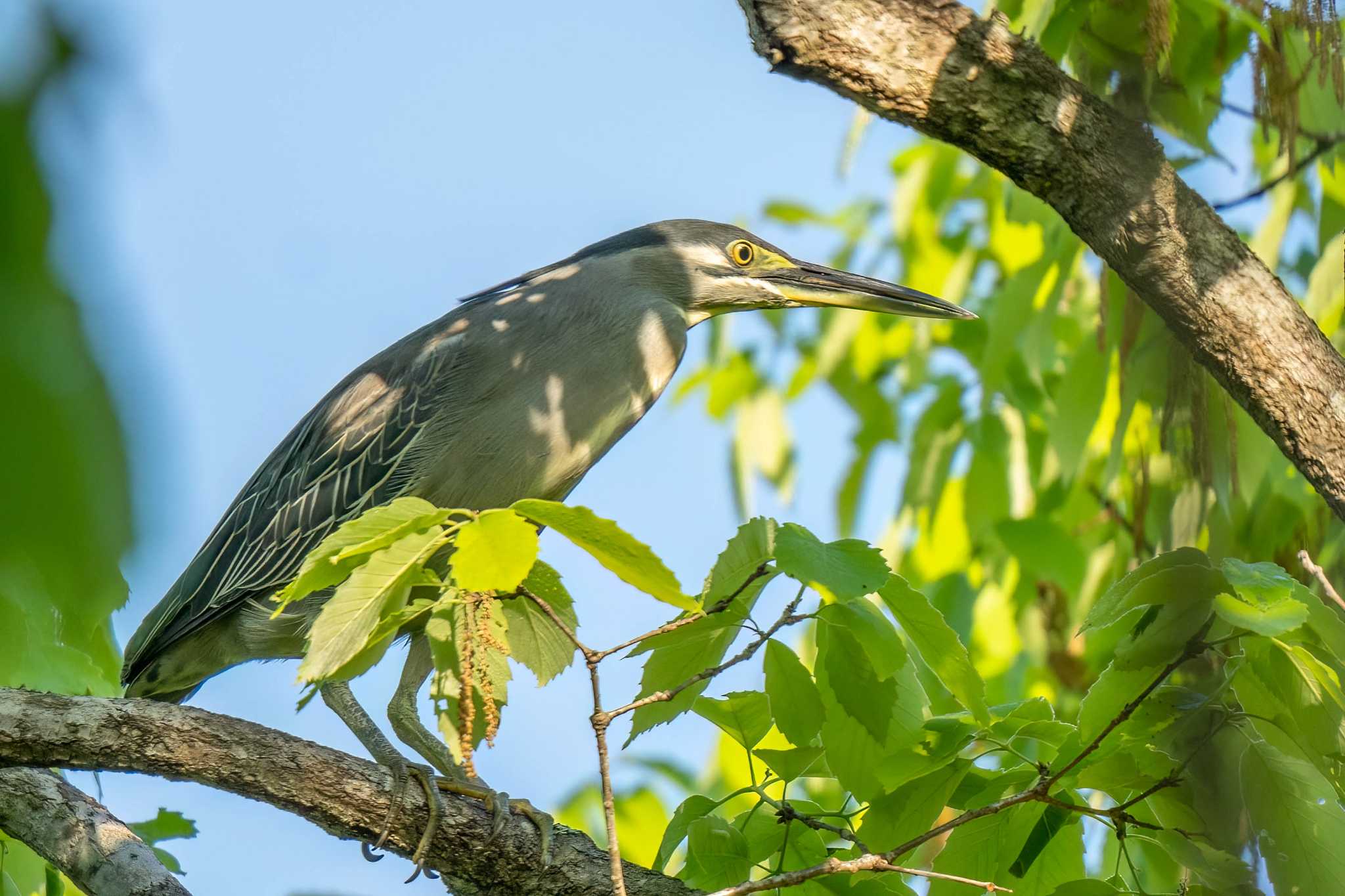 Photo of Striated Heron at 愛知県緑化センター 昭和の森 by porco nero