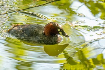 カイツブリ 愛知県緑化センター 昭和の森 2024年4月28日(日)