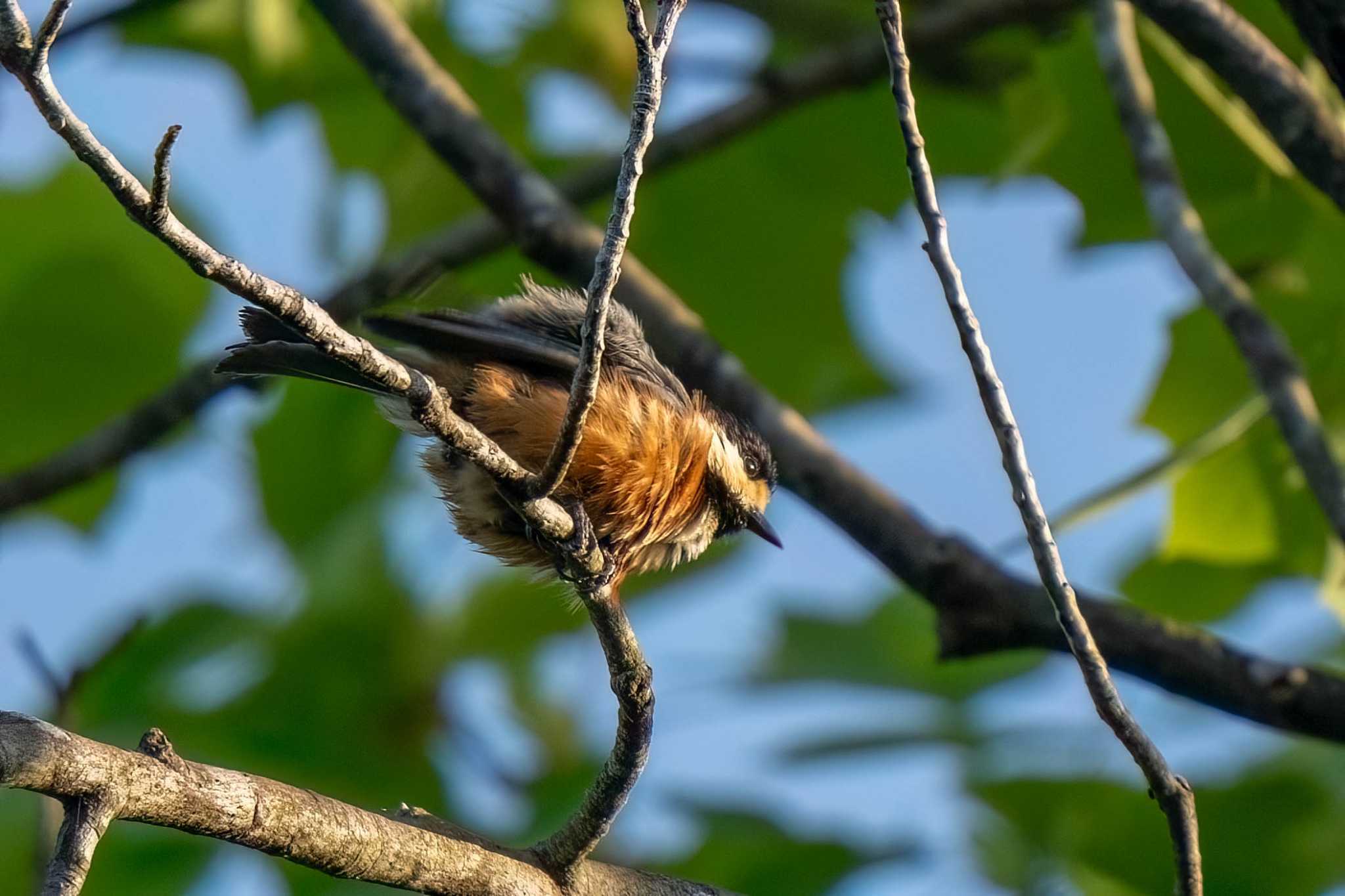 Photo of Varied Tit at 愛知県緑化センター 昭和の森 by porco nero